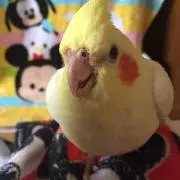 澤ちゃん