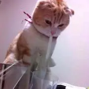 ハチワレ