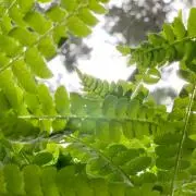 mode