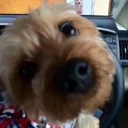 d.t