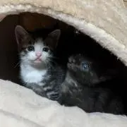 まる。の画像