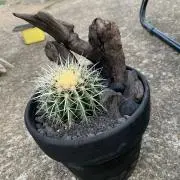 Daisukeeeの画像