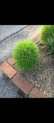 ぐっさん