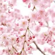 あゆーら　即購入okの画像