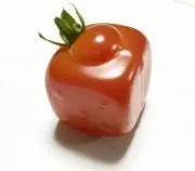 たまの画像