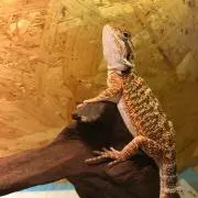 sahsの画像