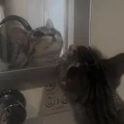 音の画像