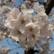 ぽむの画像