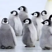 pino