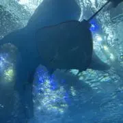 ジンベイザメ
