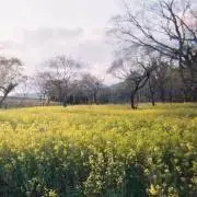 ruoの画像