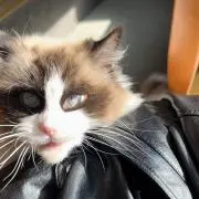 amkの画像