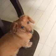 hana
