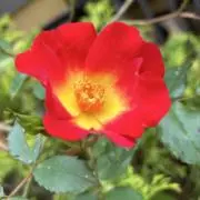 頑ちゃん....arigatouの画像
