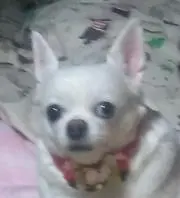 ちわっくす