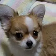 あんさんの画像