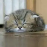ゆか