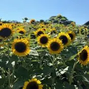 まいの画像
