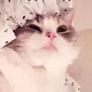 だーりり