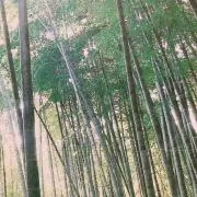 montinaの画像