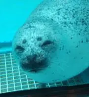 wadaken!の画像