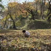 リサの画像