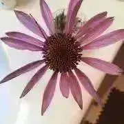 ちとの画像
