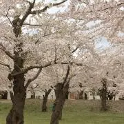 瑠璃【プロフ要確認/即発送可能な場合有】の画像
