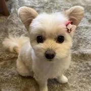 モコティの画像