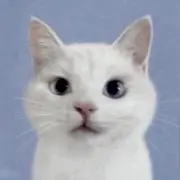 あの画像