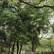 uygの画像