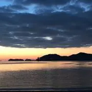 peacokの画像