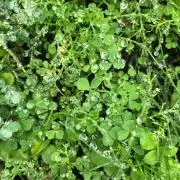 キコの画像