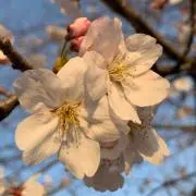 Sakura_worldの画像