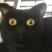 HORNの画像