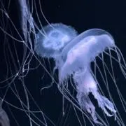 Anpan Tsubuの画像