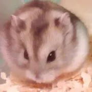 ゆず蜜柑