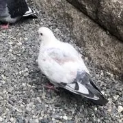 鶏の画像