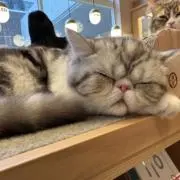 にこるの画像