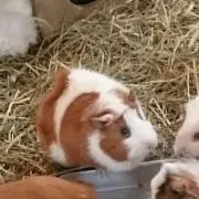 パム