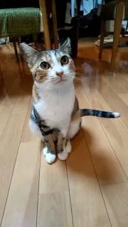 ももすけの画像