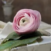 Vivianaismの画像