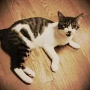 こむの画像