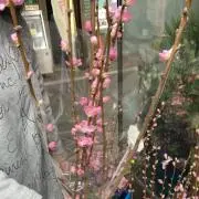 ヤングース