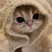 ぴるの画像