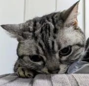 Renの画像
