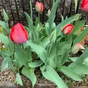 あちの画像