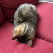 にしだの画像