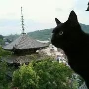 やなぎの画像
