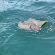おかりーな